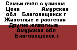  Семьи пчёл с уликам › Цена ­ 3 500 - Амурская обл., Благовещенск г. Животные и растения » Другие животные   . Амурская обл.,Благовещенск г.